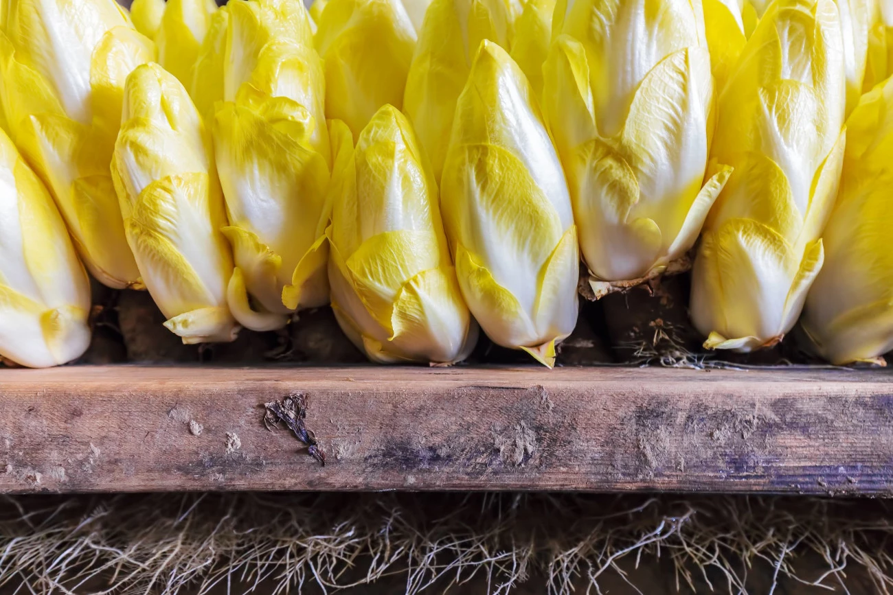 Alerte rouge sur les endives Agriculture 