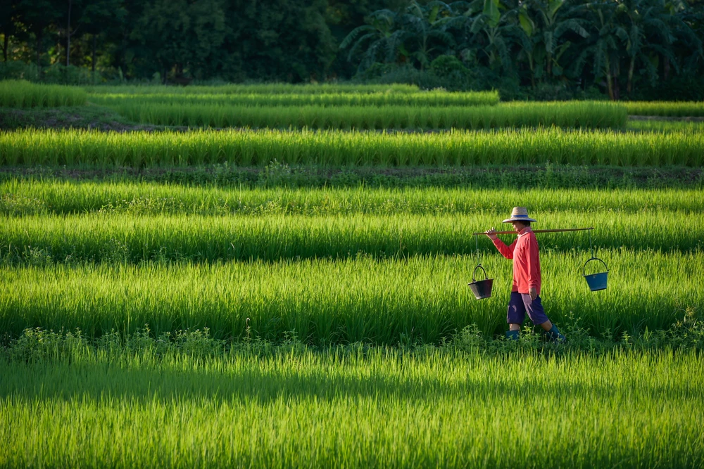 La Chine face au défi de la sécurité alimentaire Chine BRICS Agroalimentaire Finance 