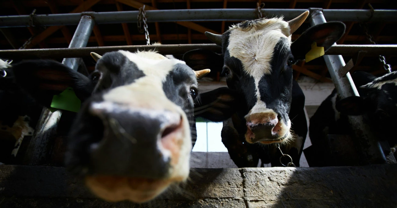 Où en est la paysannerie française ? Agroalimentaire 