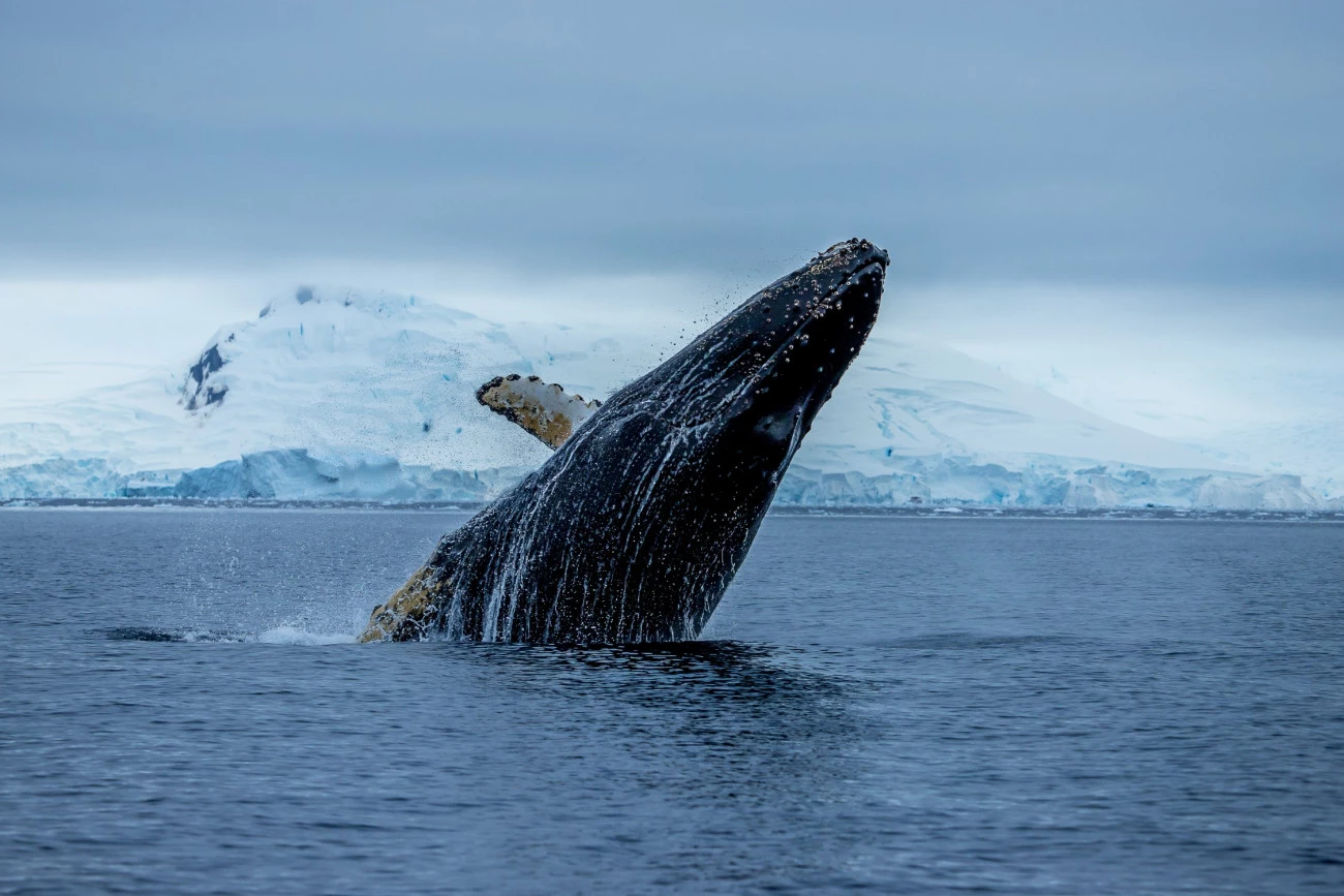 Paul Watson harponné par les baleiniers Commerce Justice Biodiversité 