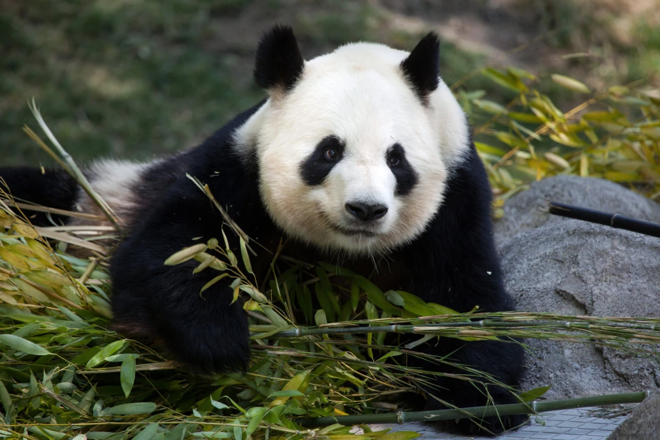 Le monde coopère pour préserver les pandas géants Chine Biodiversité Coopérations 