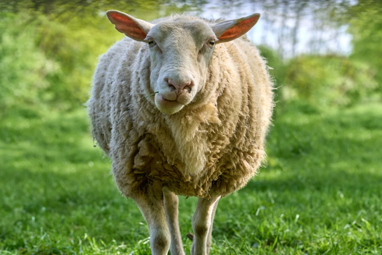 La « maladie de la langue bleue » atteint des moutons Santé Brève 