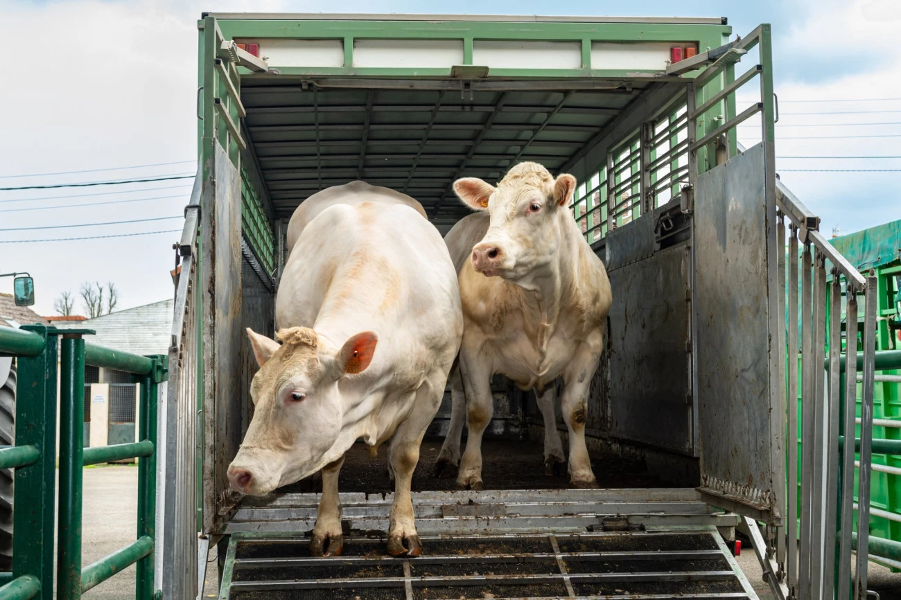 Un abattoir historique fermé, 65 emplois supprimés Brève Liquidation 