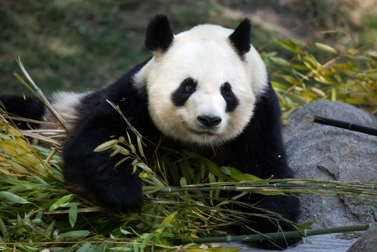 Le monde coopère pour préserver les pandas géants Biodiversité Coopérations Chine 